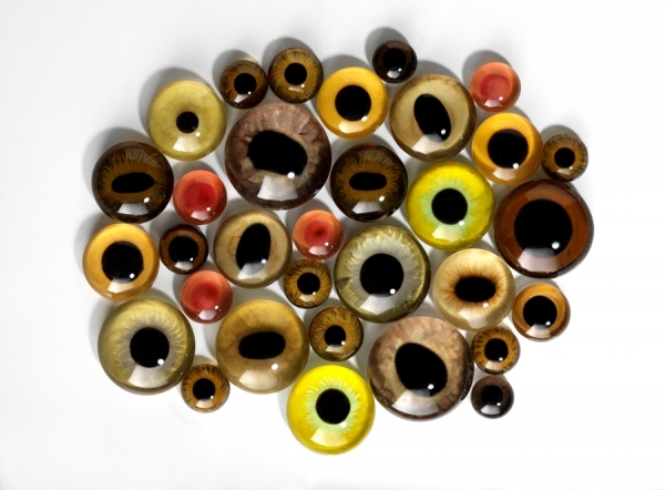 Photograph Owen Smith Animal Eyes on One Eyeland